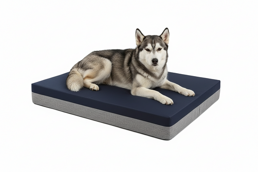 Dog lying on a blue and gray dog bed against a white background