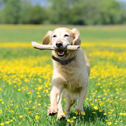 VaKa Anti Bark Dog Training Collar Sound & Vibration Stop Barking Automatic Pet